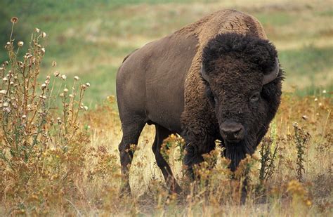 Bison are large, even-toed ungulates in the genus Bison within the ...