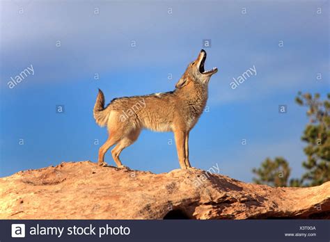 Coyotes Howling Stock Photos & Coyotes Howling Stock Images - Alamy