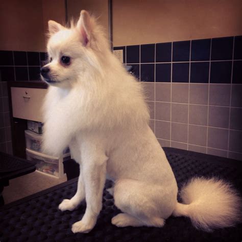 Pomeranian Lion Cut, dog grooming Groomed by Jackie Chapman | Pomeranian lion cut, Pomeranian ...