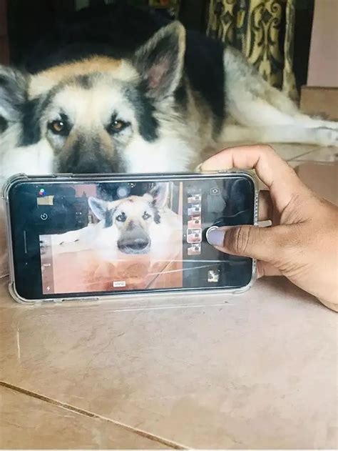 They are Good Companions, Will Also Enjoy A Selfie With You😊 ️ - AllPetName