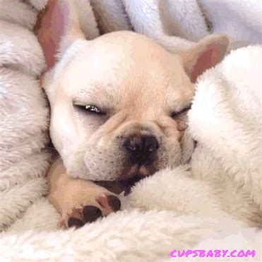 a white dog laying on top of a bed covered in fluffy blankets and ...