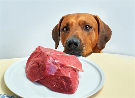 Can You Give Dogs Steak