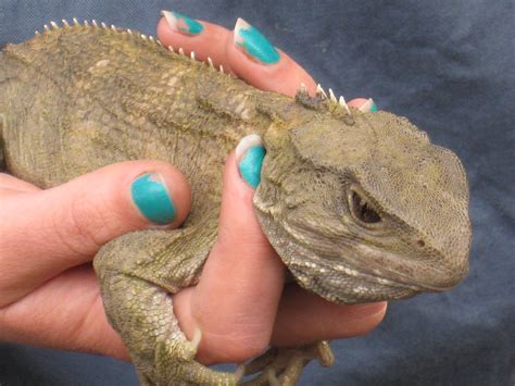 Tuatara | Tuatara, Lizard, Animals