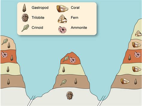 What are Fossils and How Exactly are They Formed?