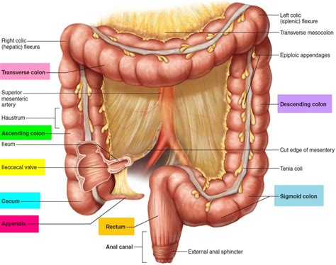 Male Human Body Organs Diagram Appendix