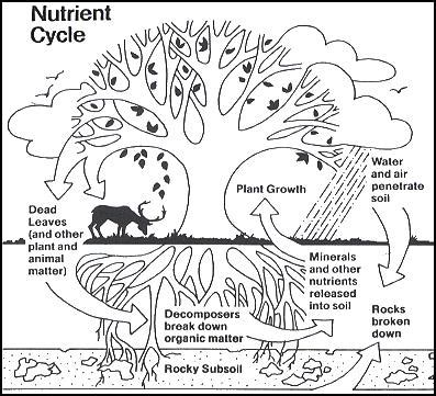 Why are decomposers so important to an ecosystem? | Socratic