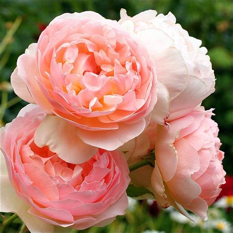 Evelyn. David Austin Rose.1987. Strong old rose fragrance. Named for the company Crabtree and ...