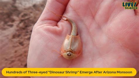 Hundreds of "Dinosaur Shrimp" Emerge After Arizona Monsoon