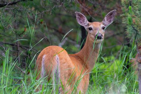 The Traveler's Guide to Glacier National Park Wildlife