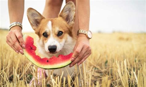 Are Black Watermelon Seeds Bad For Dogs