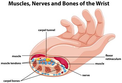 Diagram showing human hand with muscles and nerves 414742 Vector Art at Vecteezy