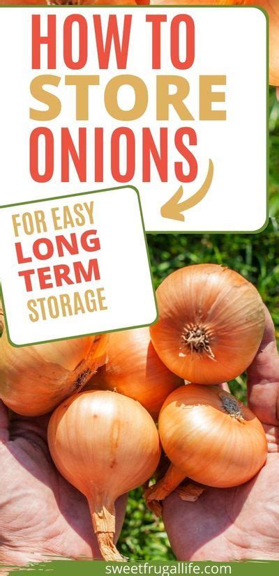 How to store onions for easy long term storage in 2021 | Harvest onions, Onion, Storing onions