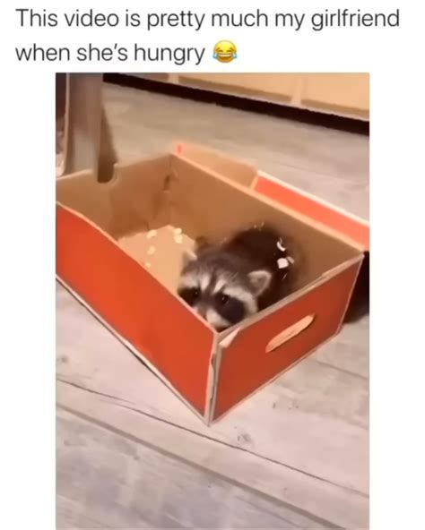 Feeding baby raccoon. : r/Unexpected