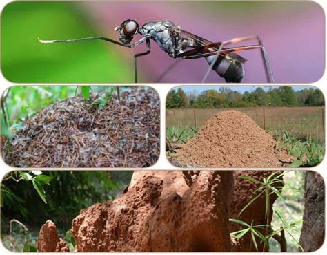 How to destroy a nest of ants in the garden?| 15 Best Ideas!