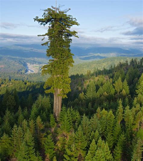 Ces 18 arbres sont les plus extraordinaires de la planète