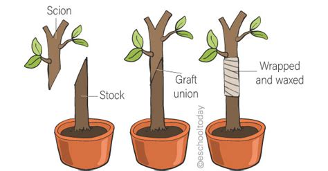 What is Artificial Vegetative Propagation in Asexual Reproduction ...