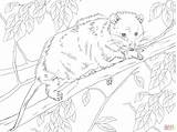 Virginia Opossum On A Tree  Super Coloring Page sketch template