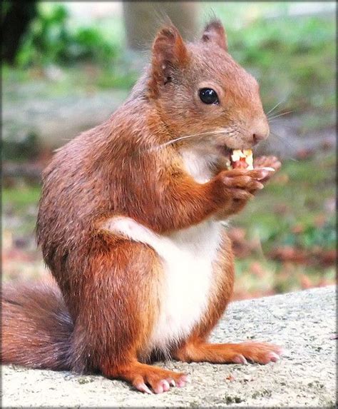 Squirrels love nuts not only as dessert! | Eichhörnchen, Tierbilder, Tiere