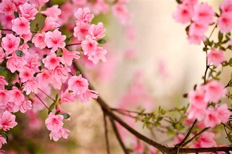 Pink Spring Flowers Wallpapers - Top Free Pink Spring Flowers Backgrounds - WallpaperAccess