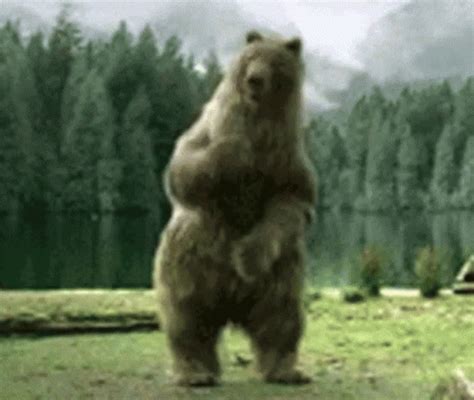 Bear Dancing GIF - Bear Dancing LetsParty - Discover & Share GIFs