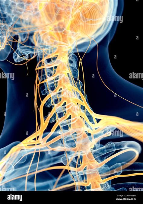 Cervical spinal nerves hi-res stock photography and images - Alamy