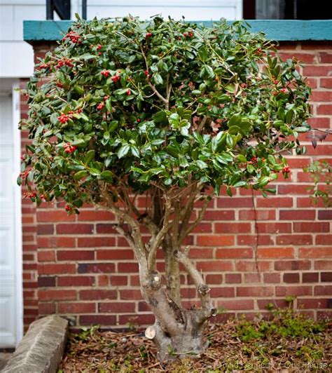 Trimming Holly Bushes - Garden Plantation