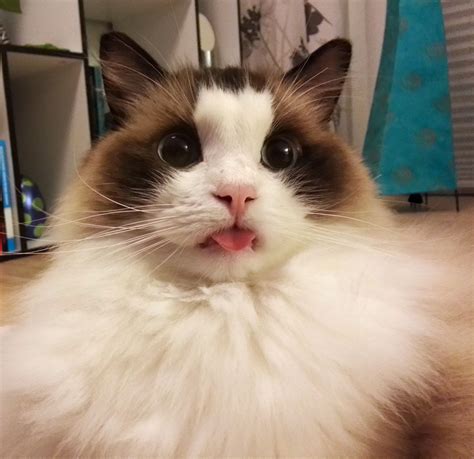 It's a cat's world. — He forgot about his tongue for five minutes