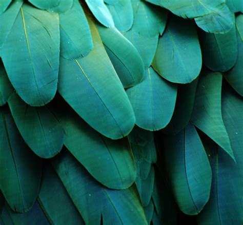 Desiree Rose | Parrot feather, Macaw feathers, Green nature