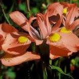 Flowers - 10+ Moraea papilionacea Seeds - Indigenous South African Endemic Perennial Bulb ...