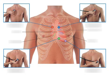 CVS Exam - Heart Auscultation (Sounds) Diagram | Quizlet