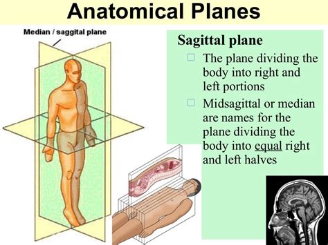 Introduction to Anatomy