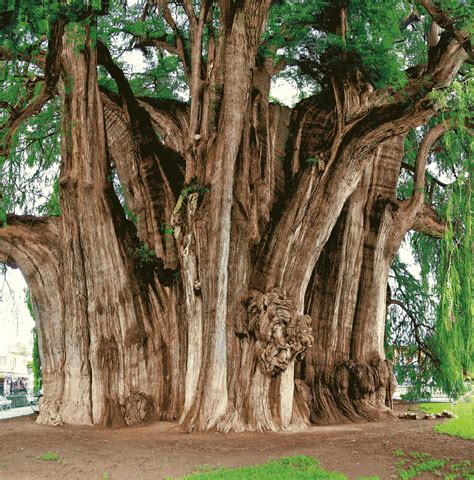 "Arboles emblemáticos de Oaxaca", reseña del Libro de Francisco Verástegui