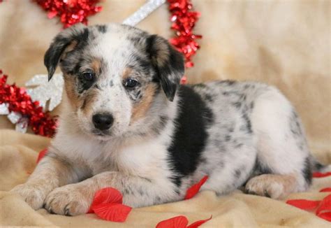 Chow Blue Heeler Mix Puppies - Puppy And Pets