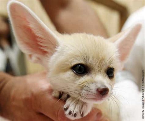 Baby Fennec Fox » GagDaily News