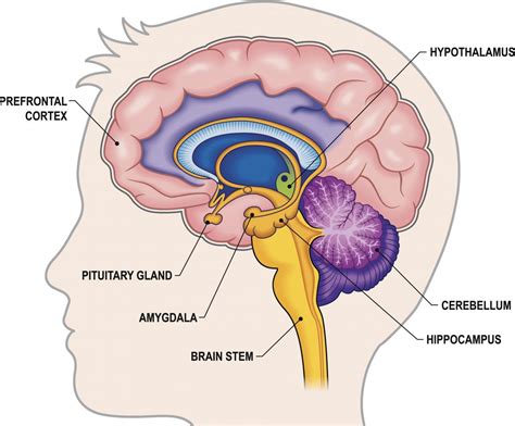 Hippocampus: Function, size, and problems