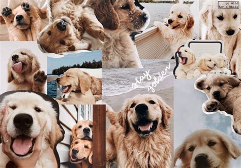 Golden Retriever Aesthetic Dog Wallpaper - bmp-i