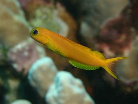 Midas Blenny – Exotic Sealife