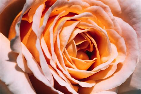 Peach Rose Meaning and The Beauty of This Flower - FlowerAdvisor Blog