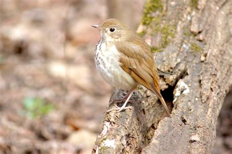 Hermit Thrush – Feathered Focus