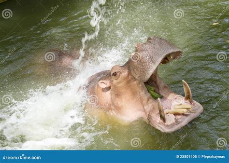 Hippopotamuses Showing Huge Jaw and Teeth Stock Image - Image of africa, aquatic: 23801405