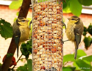 Mirror, Mirror on the wall..... | Blue tits (Juv) | pete beard | Flickr