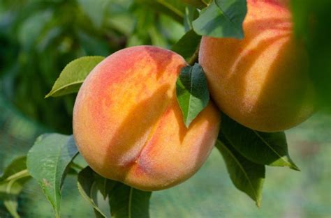 Grow Peaches in Northern Zones: 3 Cold-Hardy Peach Trees | The Yankee Dirt