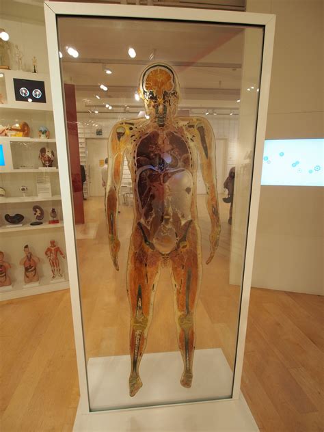 Human Anatomy Museum - Anatomical Charts & Posters