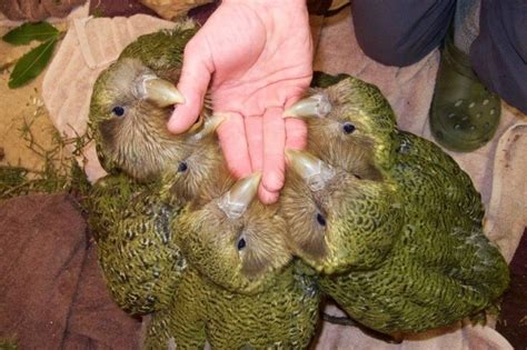 New Zealand kakapos hatching in record numbers, boosting endangered ...