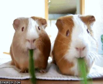 Guinea Pig GIFs - Find & Share on GIPHY