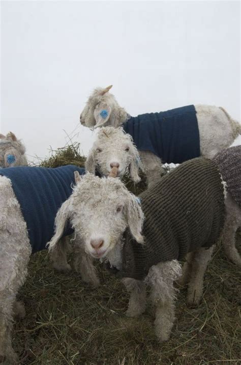 Goats wearing sweaters | Goats in sweaters, Baby goats, Goats