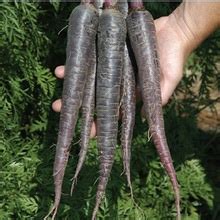 Cool rare black carrot seeds | TheEasyGarden - Easy, Fun, & Fulfilling ...