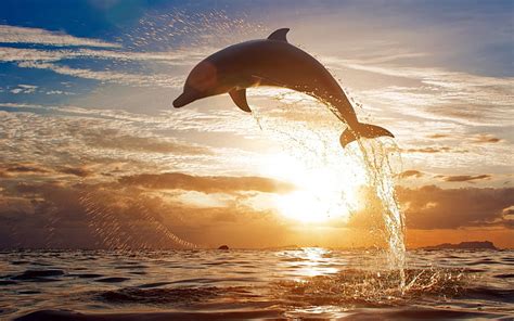 1920x1080px | free download | HD wallpaper: gray dolphin, jump, sea ...