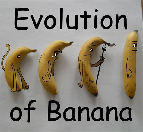 Evolution of Banana by Igneska on DeviantArt