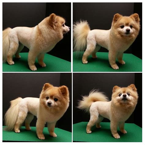 Pomeranian haircut, lion trim, pom grooming | Dog grooming by Kristen ...